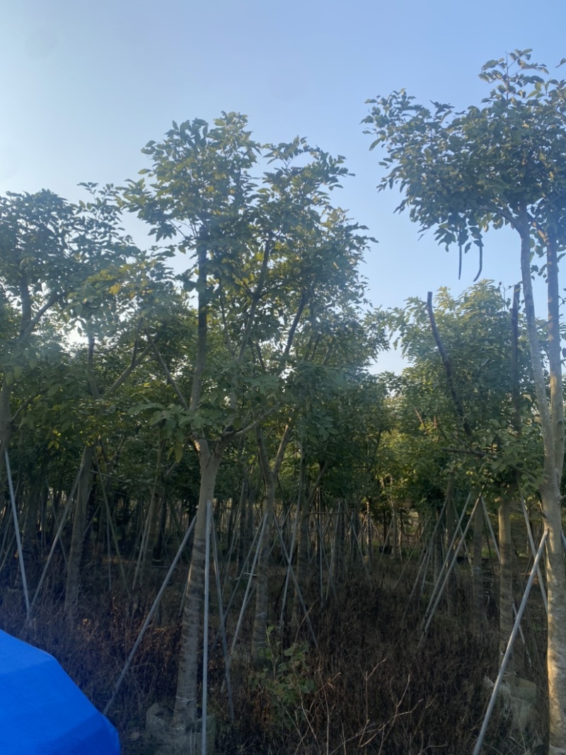 腊肠树。10-15公分骨架货，广东普宁现货，欢迎联系