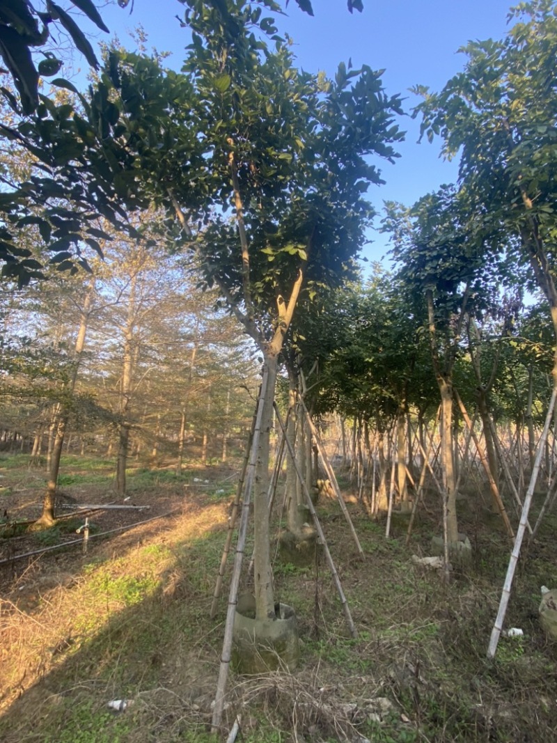 腊肠树。10-15公分骨架货，广东普宁现货，欢迎联系