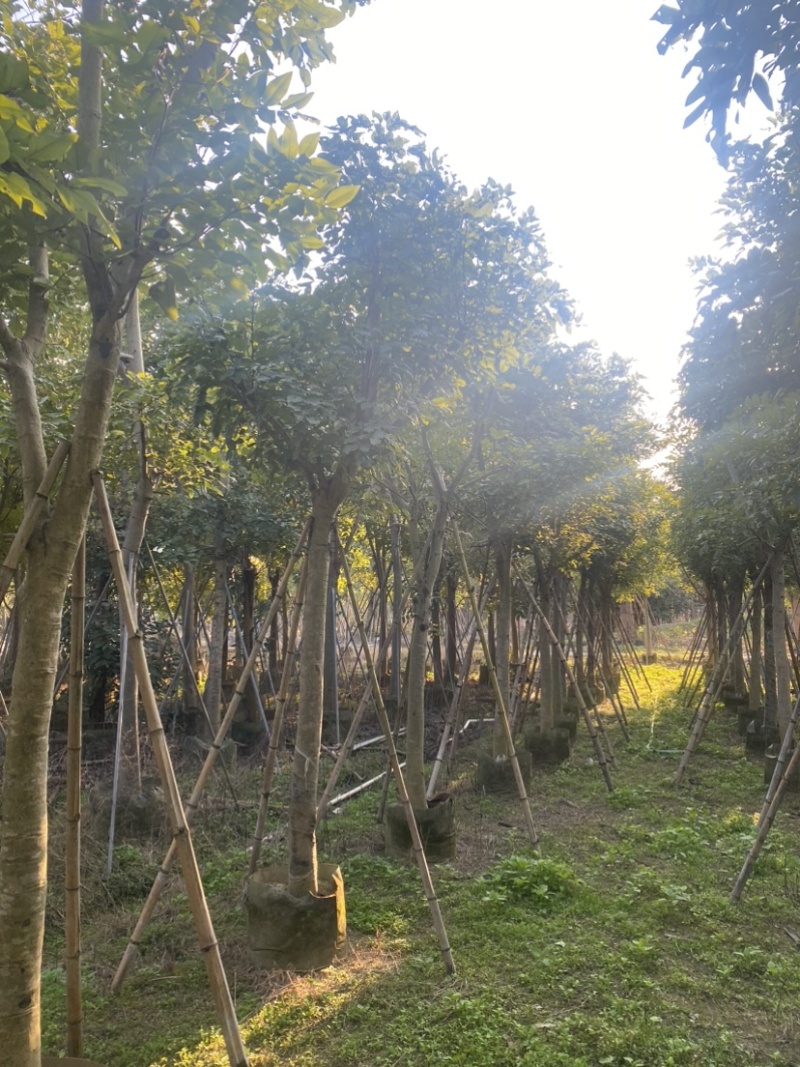 腊肠树。10-15公分骨架货，广东普宁现货，欢迎联系