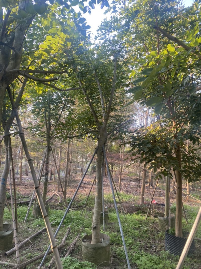 腊肠树。10-15公分骨架货，广东普宁现货，欢迎联系