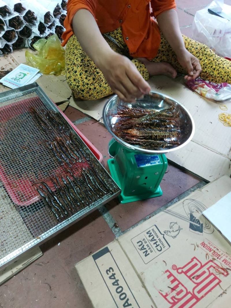 蜈蚣，红头蜈蚣，药用蜈蚣，中药材，炮酒，昆虫药材