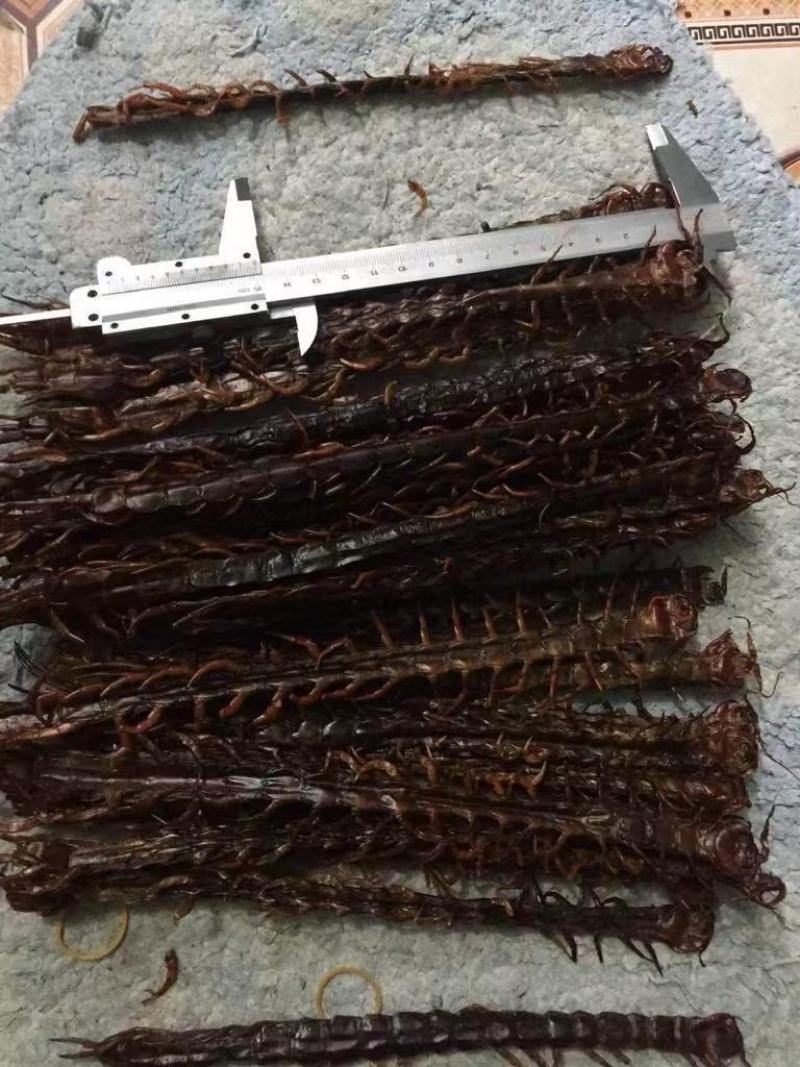 蜈蚣，红头蜈蚣，药用蜈蚣，中药材，炮酒，昆虫药材