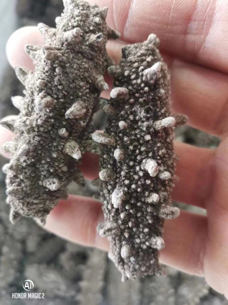 天然海参、即食海参、淡干海参，保质保量。视频选货