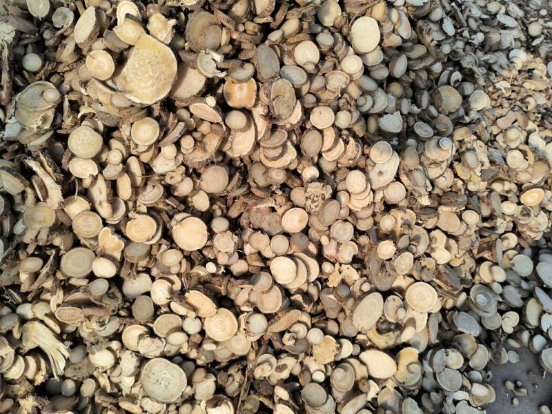 中药材批发苦参各种规格苦参片高含量质量保证