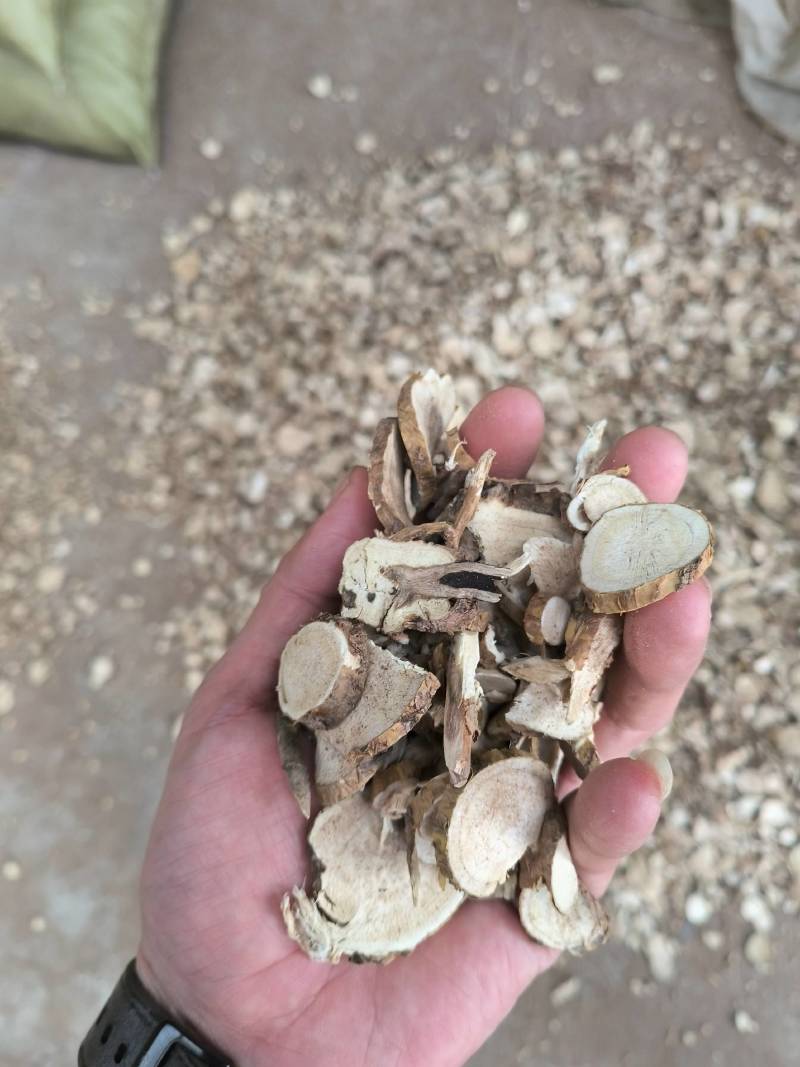 中药材批发苦参各种规格苦参片高含量质量保证