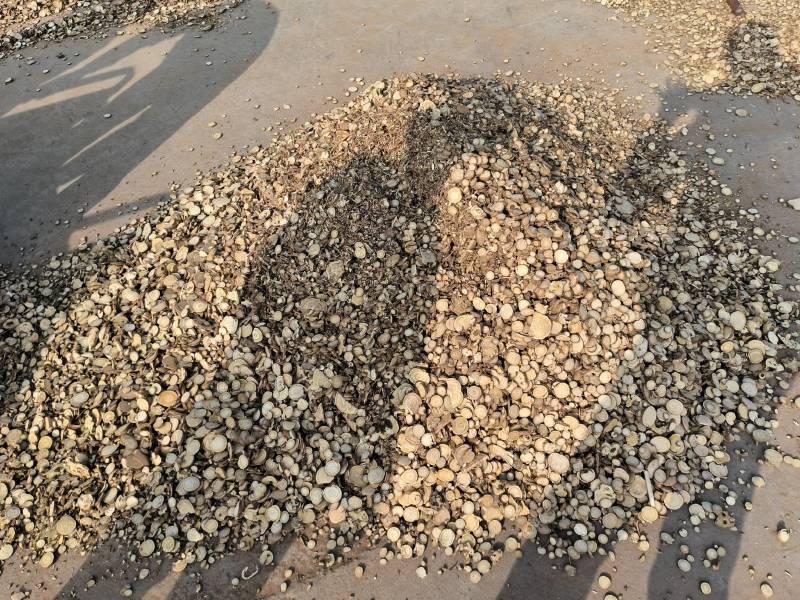 中药材批发苦参各种规格苦参片高含量质量保证