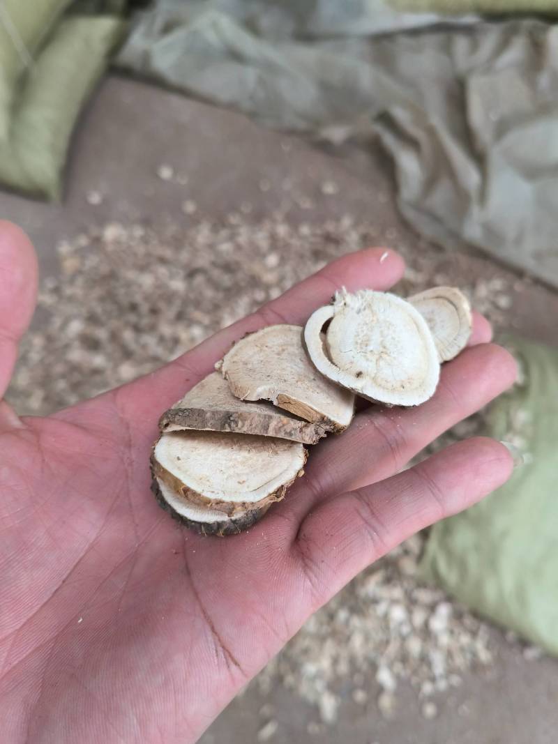 中药材批发苦参各种规格苦参片高含量质量保证