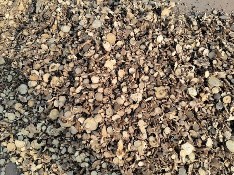 中药材批发苦参各种规格苦参片高含量质量保证