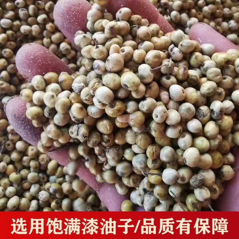 云南古树漆油漆腊漆籽可食用植物油物理压榨批发零售