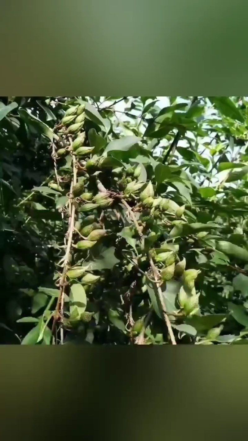 【热销】药用连翘苗，新品种3号高产连翘苗，大果药用基地直