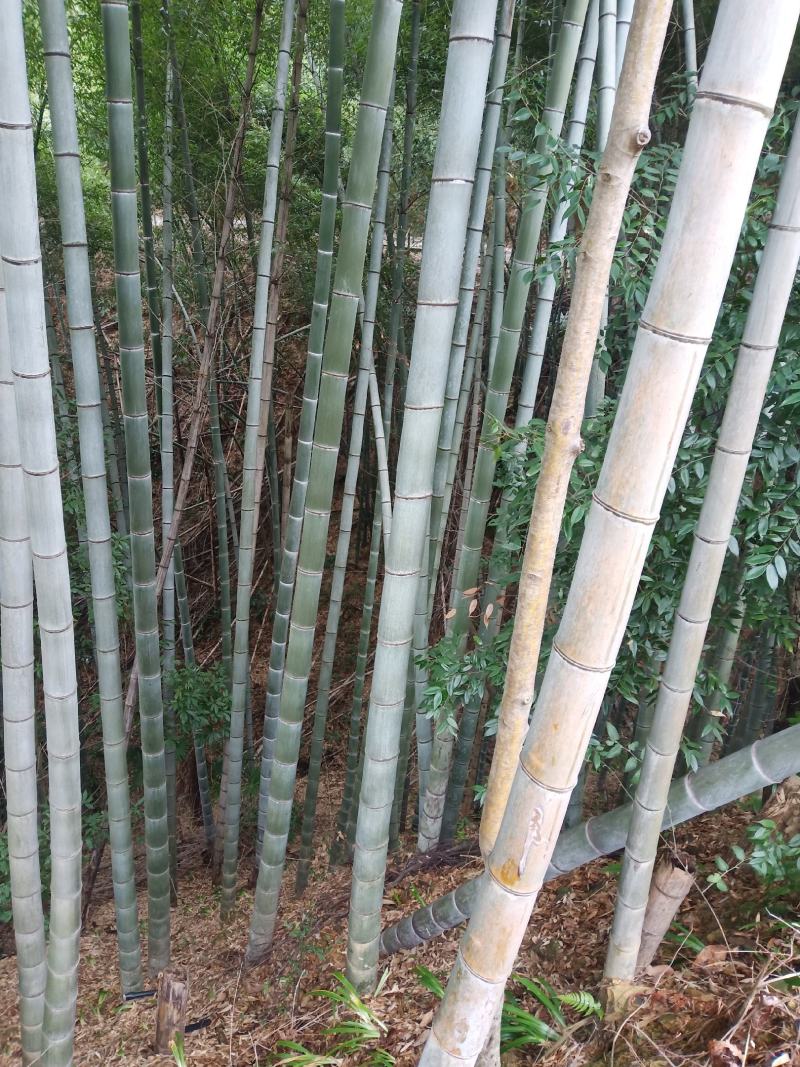 楠竹