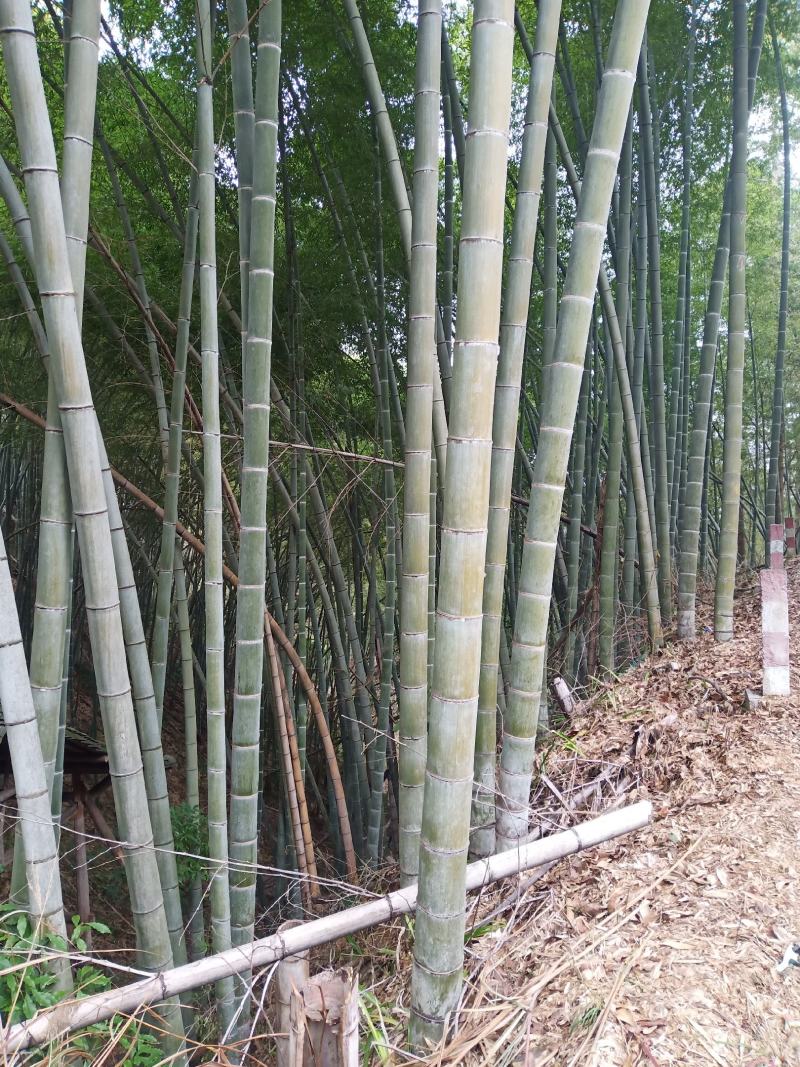 楠竹