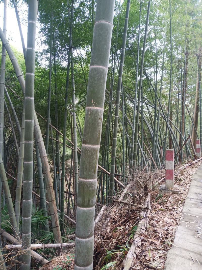 楠竹