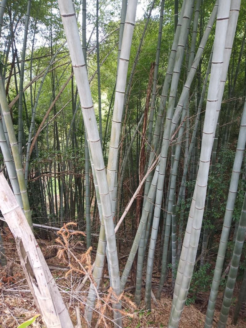楠竹