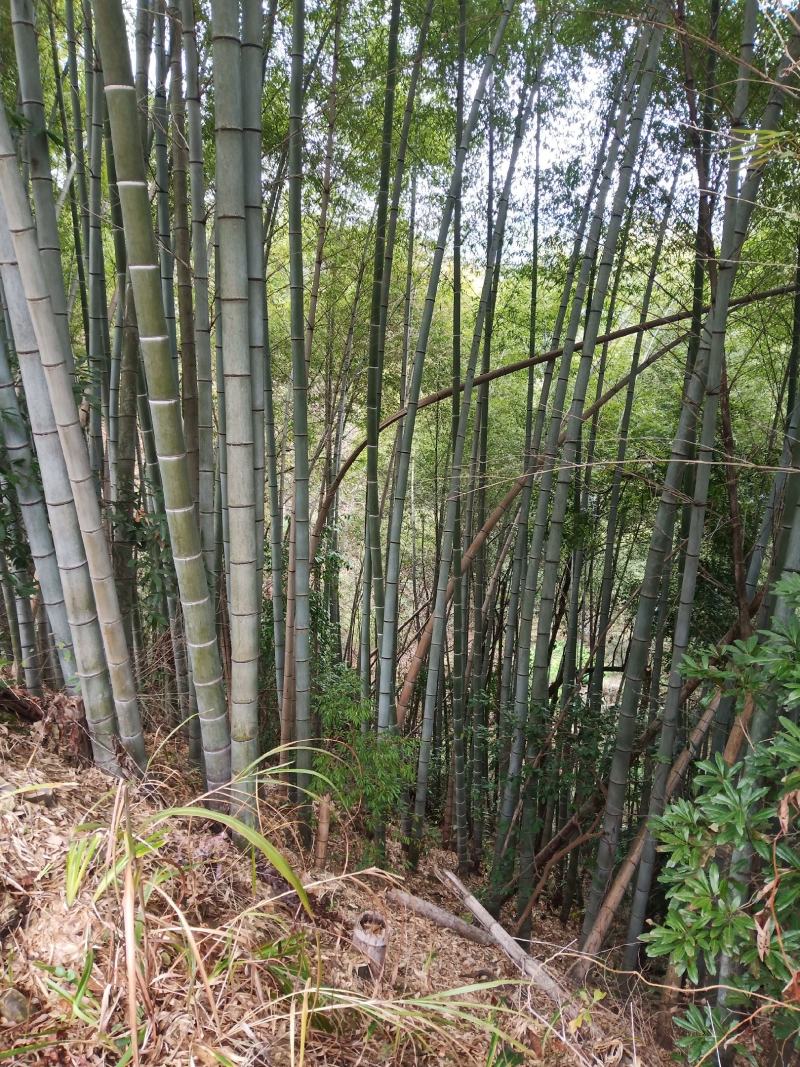 楠竹