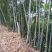 楠竹
