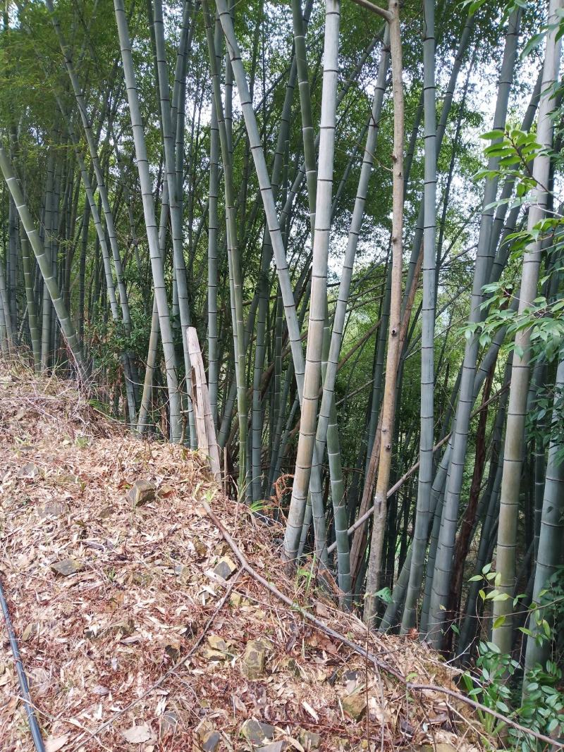 楠竹