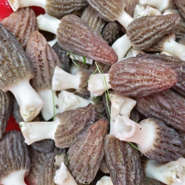 羊肚菌