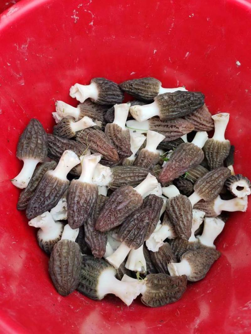 羊肚菌