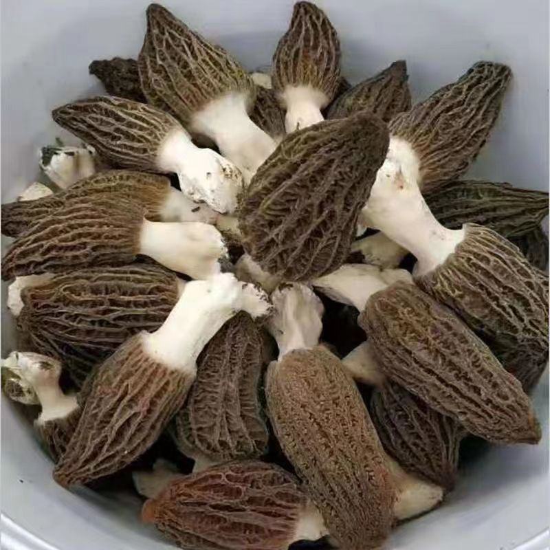 羊肚菌