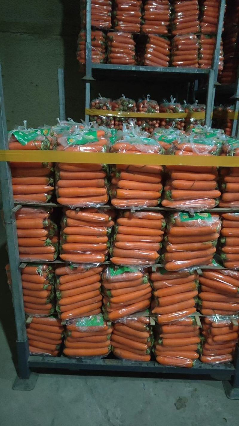 胡萝卜精品大红