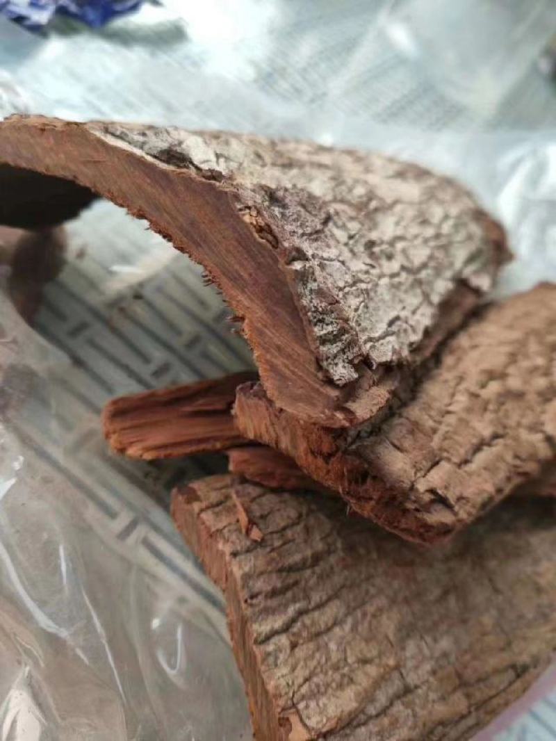【卡宾达树皮】60年非洲安哥拉卡宾达树皮厚树皮包邮