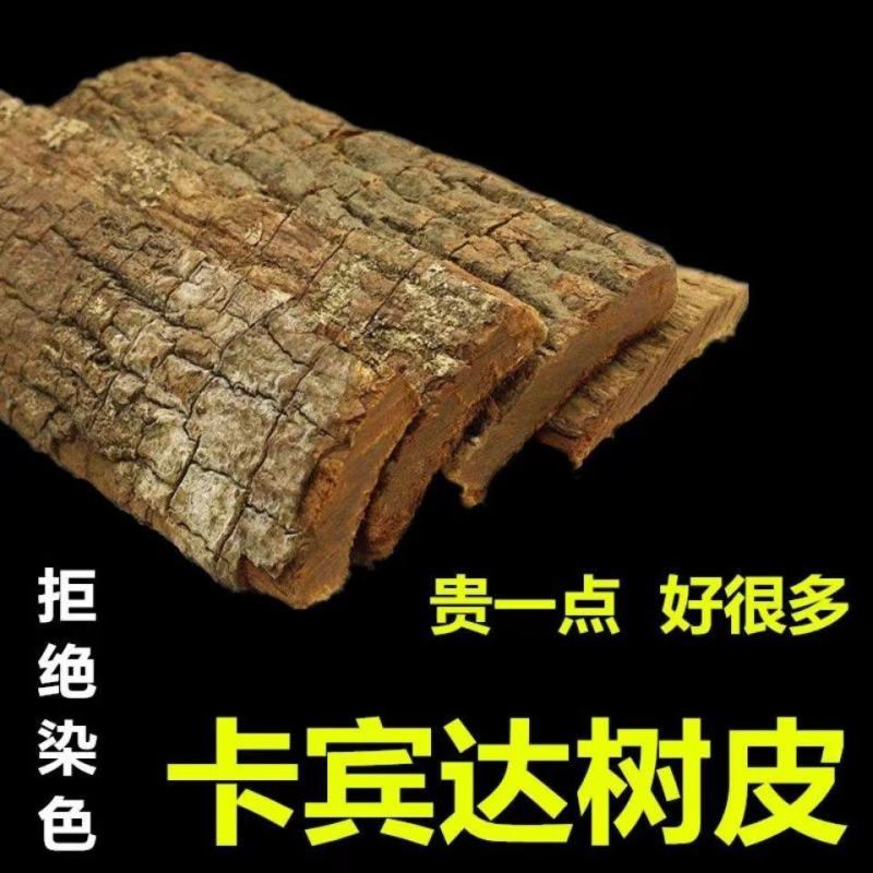 【卡宾达树皮】60年非洲安哥拉卡宾达树皮厚树皮包邮
