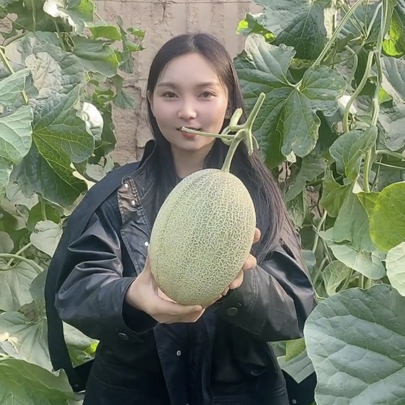 西州蜜瓜晓蜜25号直供电商市场赶集货一手货源