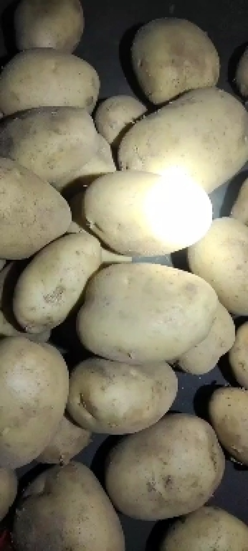 内蒙土豆v7土豆沃土西森黄心土豆