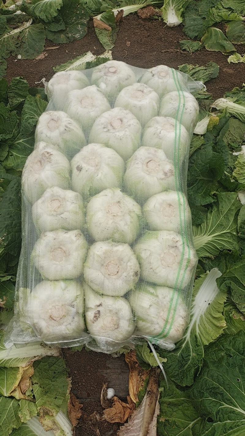 广西横州市黄心白菜，产地直发，货量充足，物美价优