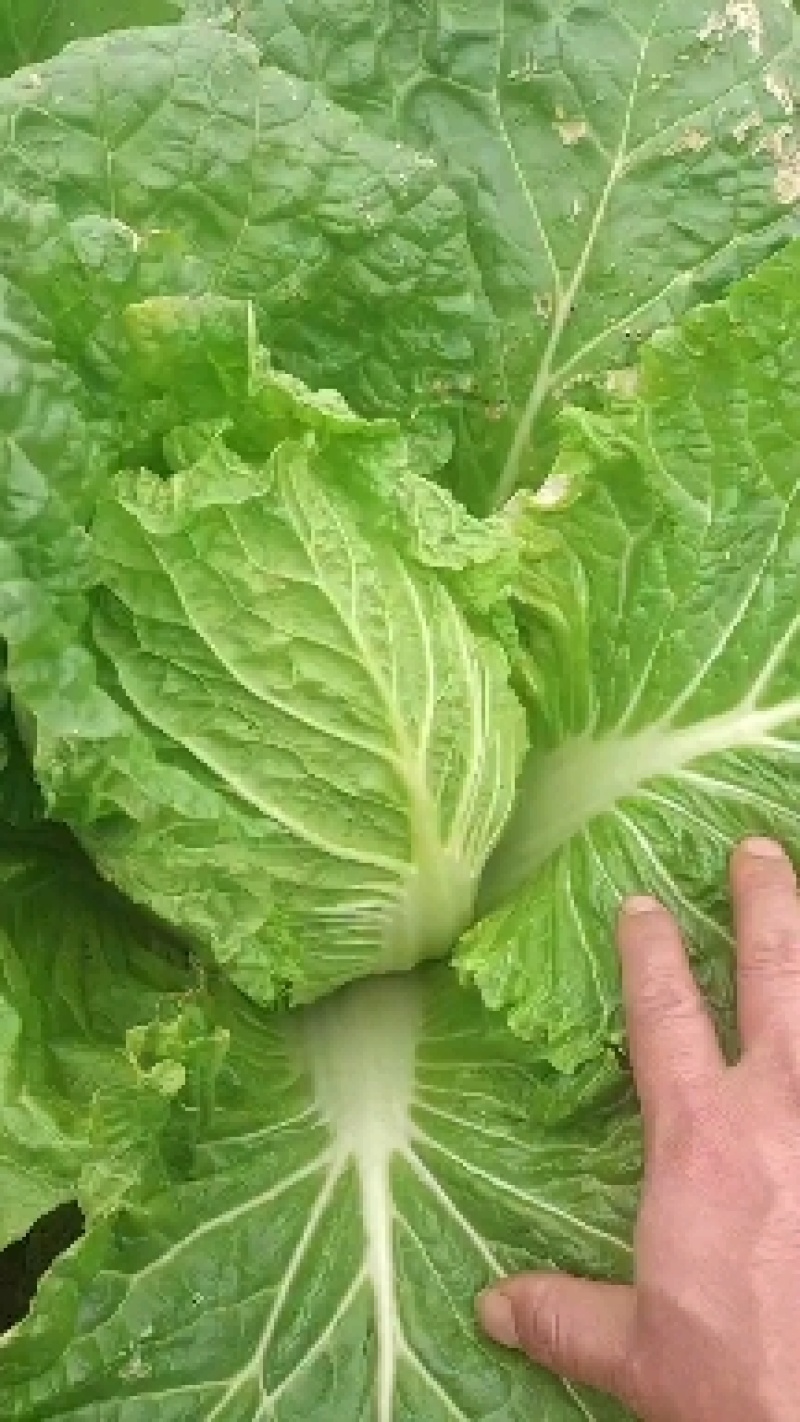 广西横州市黄心白菜，产地直发，货量充足，物美价优