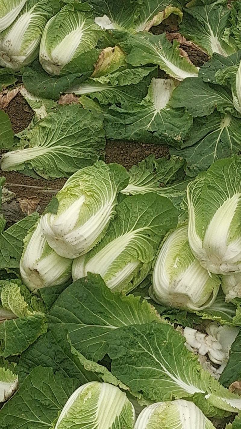 广西横州市黄心白菜，产地直发，货量充足，物美价优