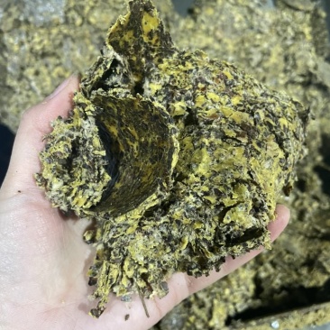新疆棉籽饼牛羊好料养殖好帮手蛋白高育肥好