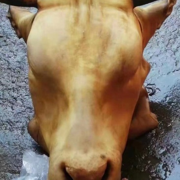 火烧毛牛头，肉多，大公牛牛头，证件齐全，烧的很干净
