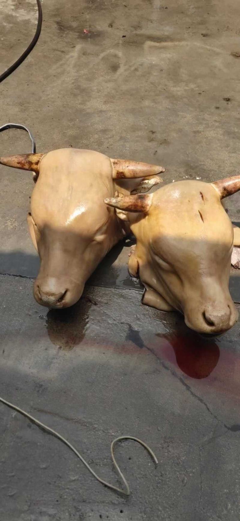 火烧毛牛头，肉多，大公牛牛头，证件齐全，烧的很干净