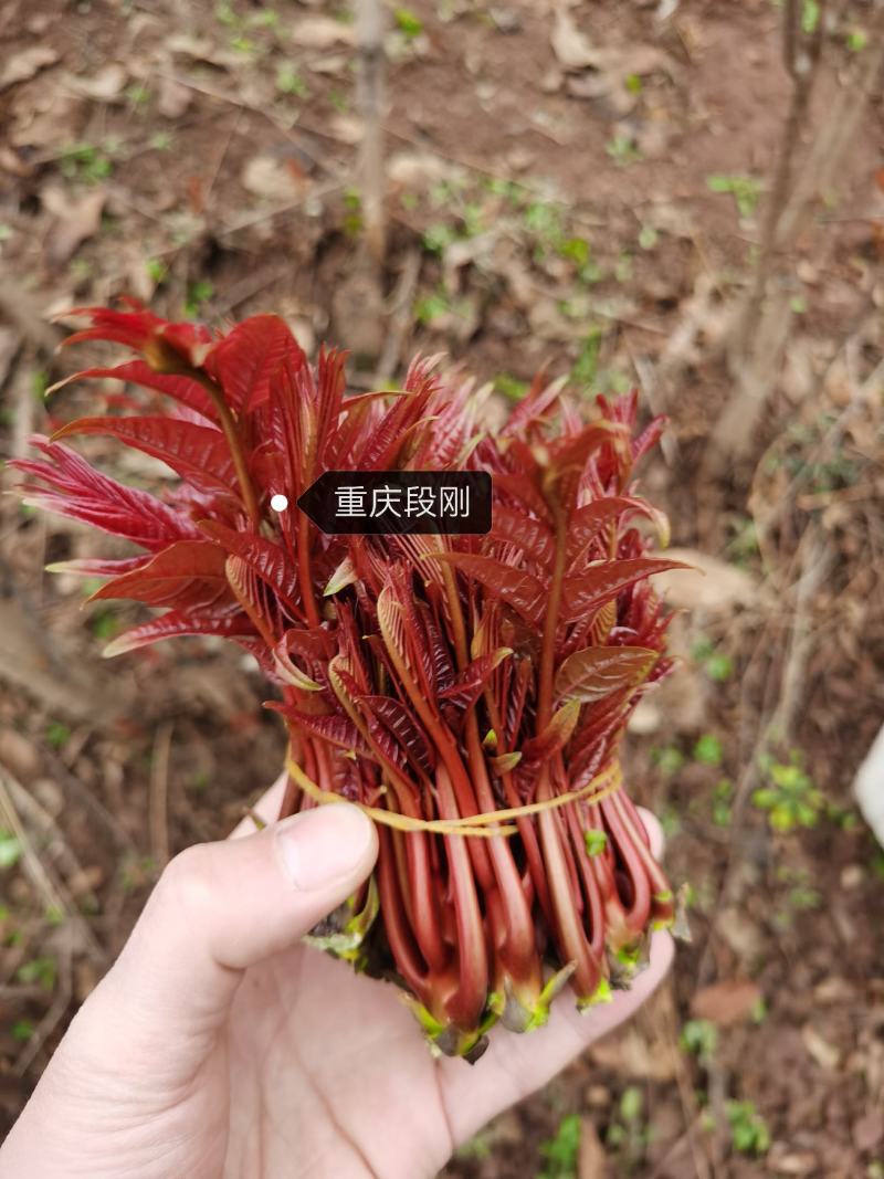 重庆香椿芽上市