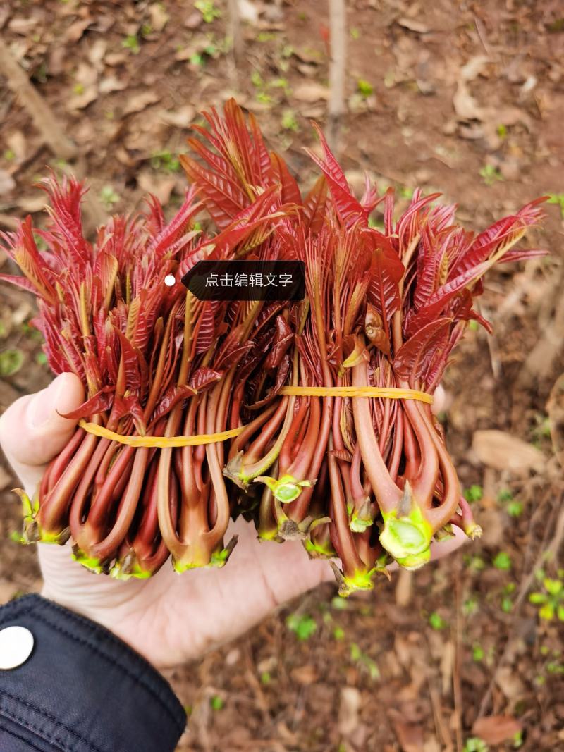 重庆香椿芽上市