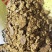 新疆棉饼香味浓郁喂牛羊质量稳定欢迎各大养殖老板采购