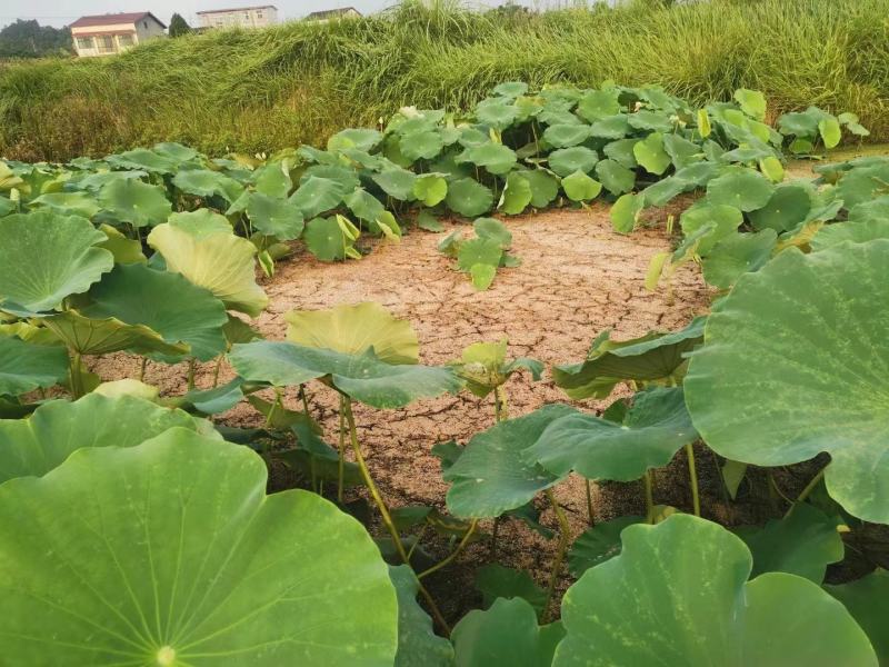 来哦，，新鲜，，莲藕，哦，有需要的可以联系我哦，，