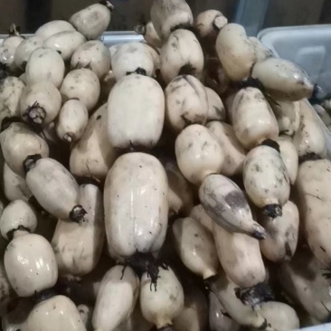来哦，，新鲜，，莲藕，哦，有需要的可以联系我哦，，