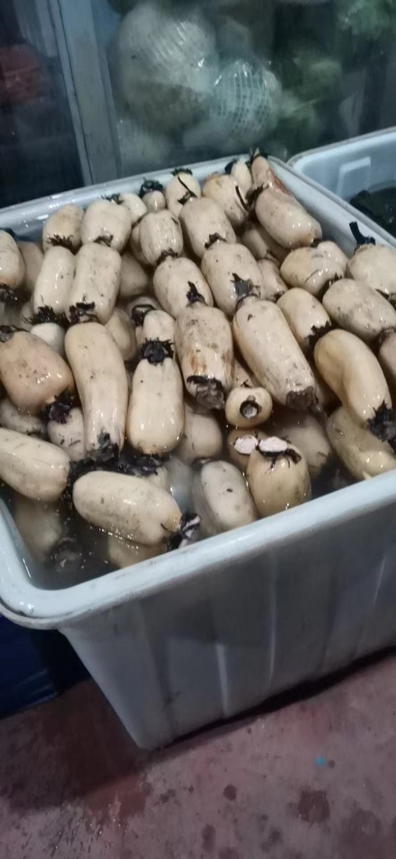 来哦，，新鲜，，莲藕，哦，有需要的可以联系我哦，，