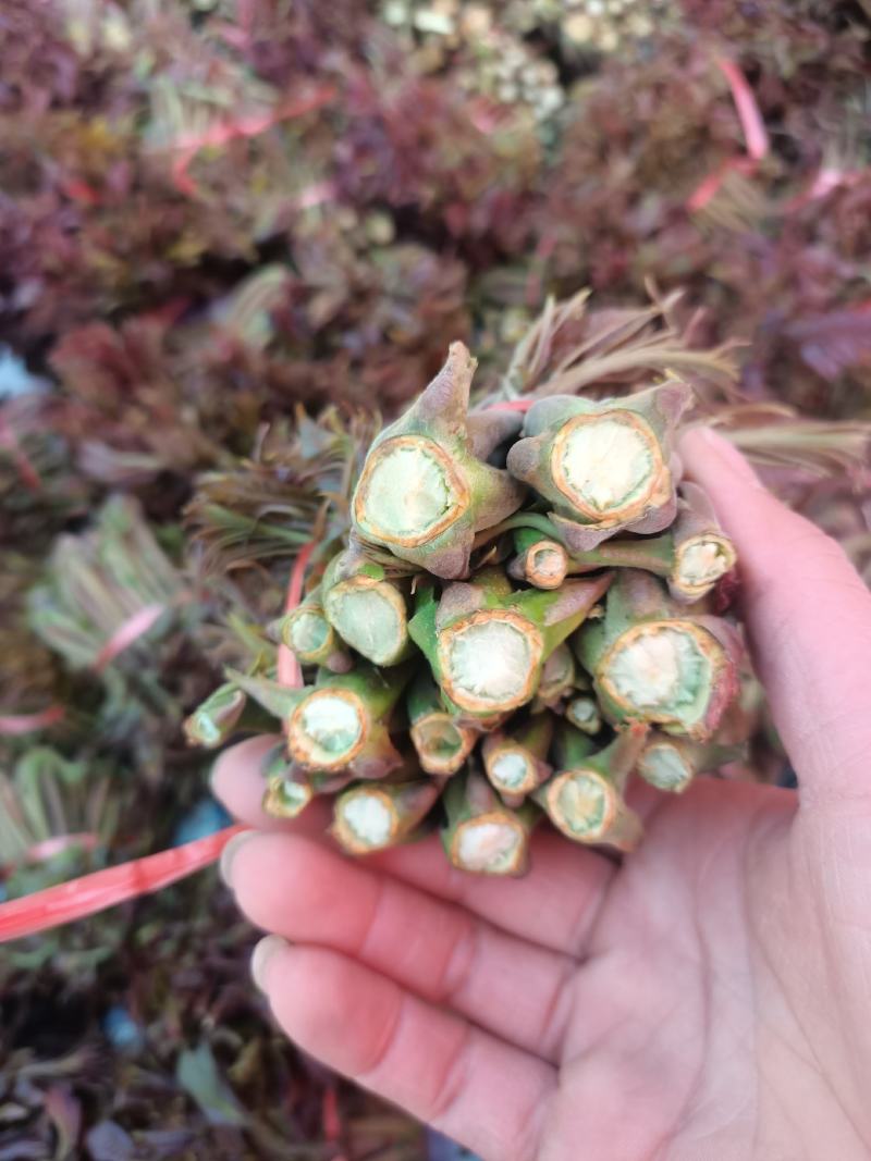 红油香椿，露天香椿芽，大量上市