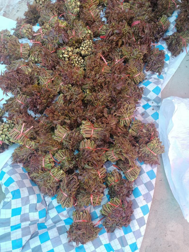 红油香椿，露天香椿芽，大量上市