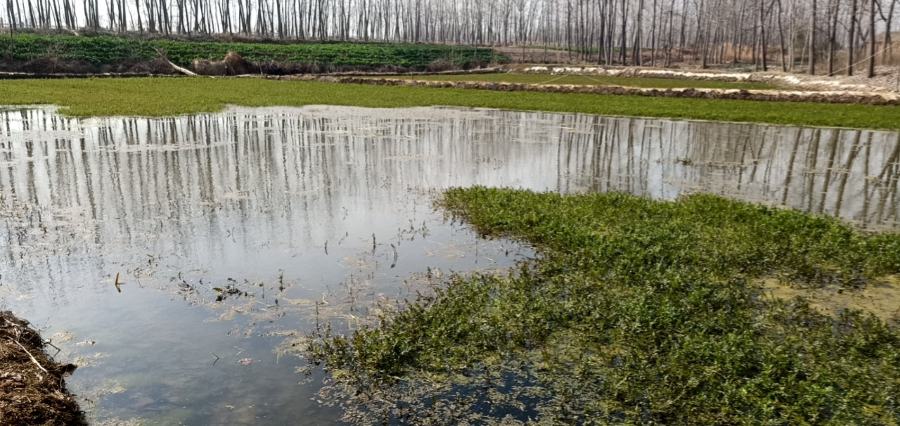 裙带菜新鲜状态图