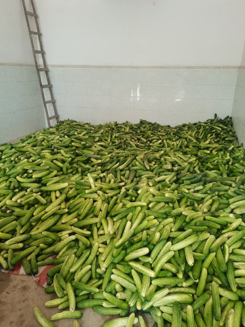 广西产地新鲜旱黄瓜干花带刺大量上市诚信经营