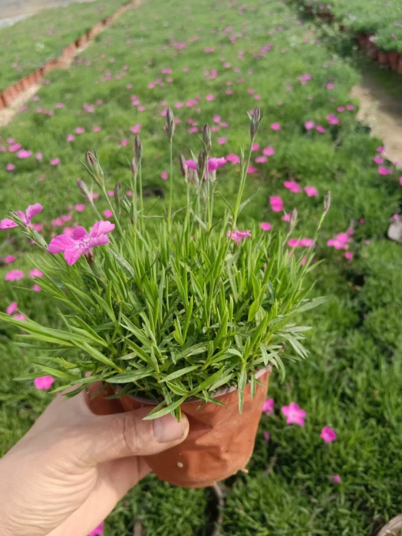 双色盆欧石竹根系发达地被石竹开花草坪绿化种植