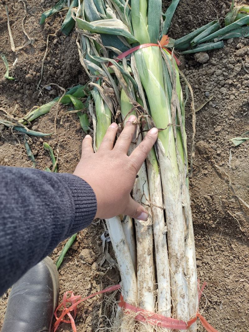 长白大葱产地直发保证质量