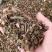 桑寄生寄生茶广寄生寄生各种规格大量有货