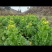 菜芯