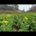 菜芯